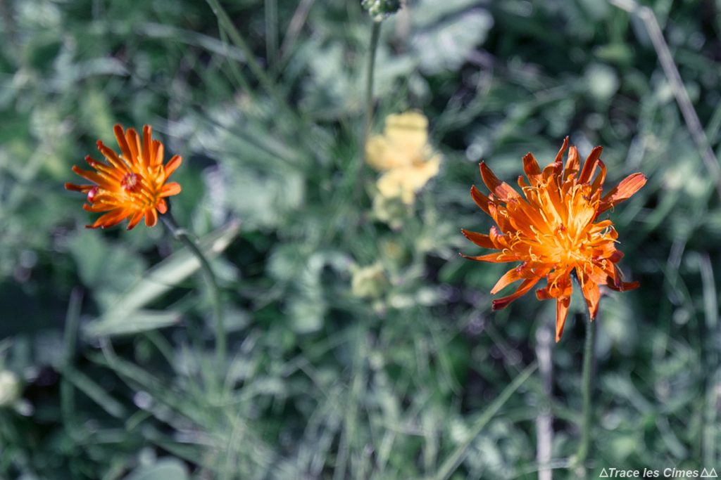 Guide Noms De Fleurs De Montagne à Voir En Randonnée