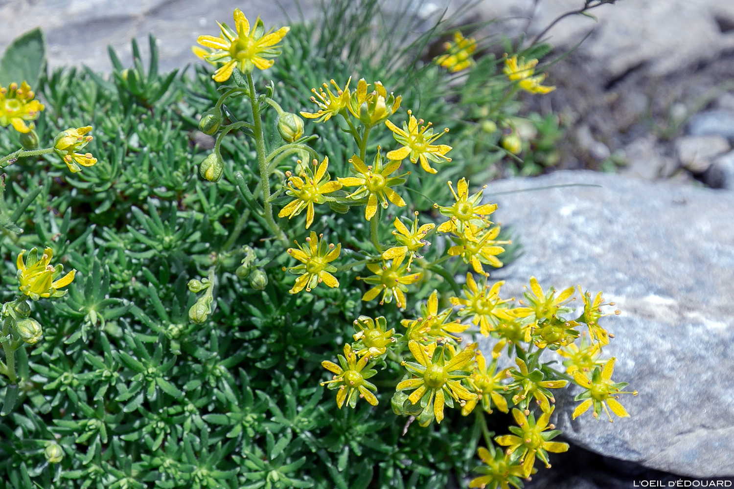 Guide : NOMS DE FLEURS DE MONTAGNE à voir en randonnée - Blog Outdoor ...