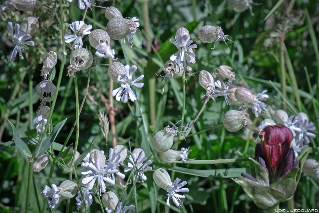 Guide : NOMS DE FLEURS DE MONTAGNE à Voir En Randonnée - Blog Outdoor ...