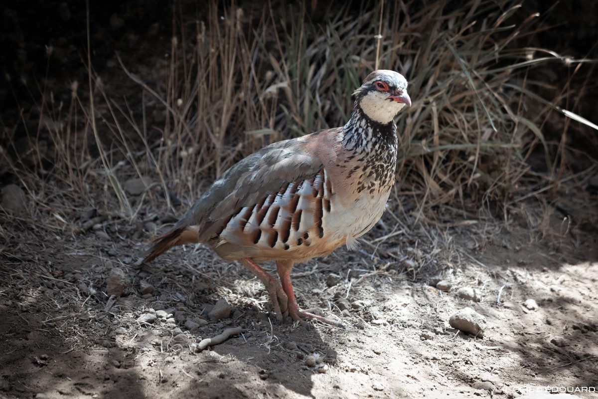 Oiseau Perdrix Rouge Pico Ruivo Madère Tourisme Voyage Portugal - Perdiz-vermelha Madeira Ilhas - Alectoris rufa Red-legged partridge Visit Madeira Islands Bird Nature Mountain Outdoor Mountains Landscape