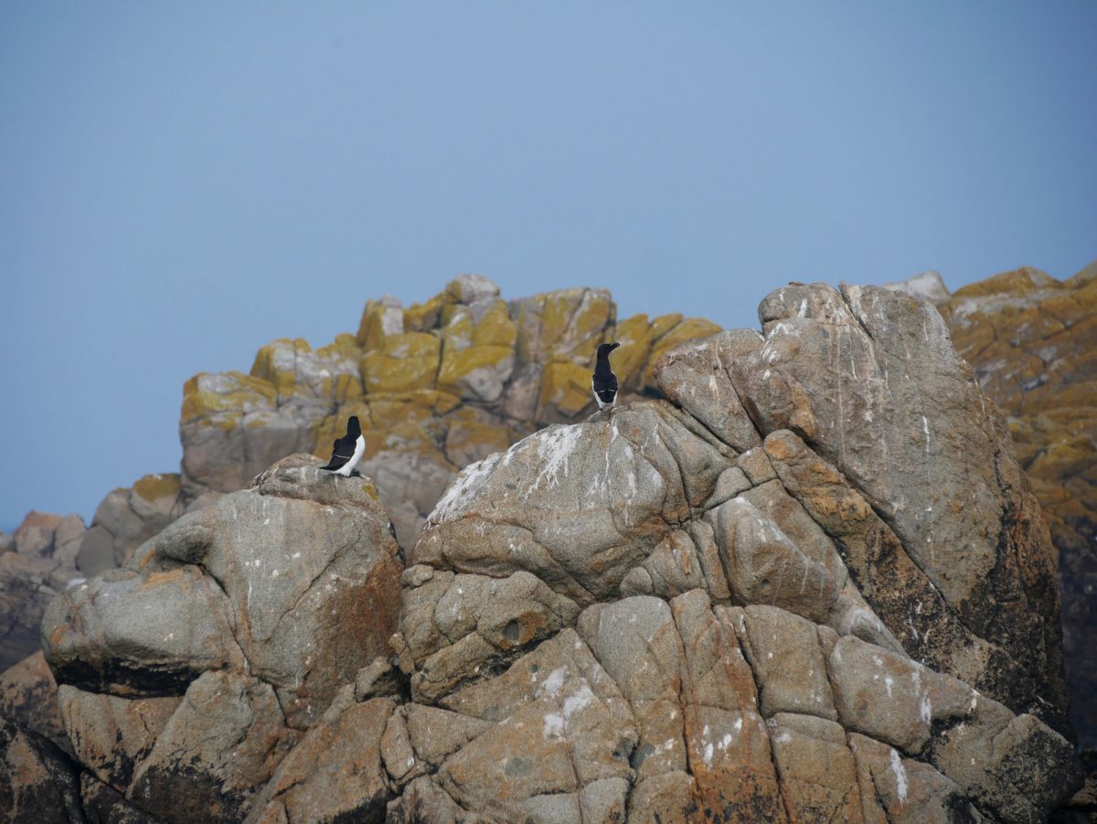 Archipel des sept iles, plsu grande reserve ornithologique de France