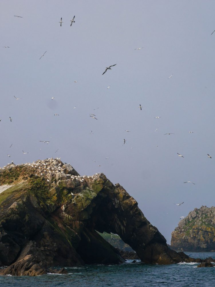 Fous de bassan sur l'archipel des 7 iles au large de la Bretagne