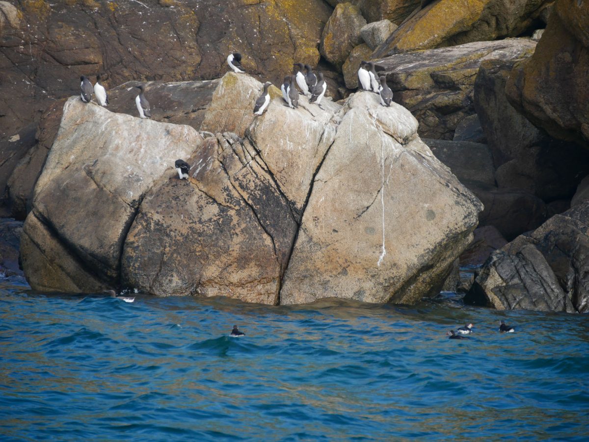 Observation de pingouins et macareux sur l'archipel des sept îles