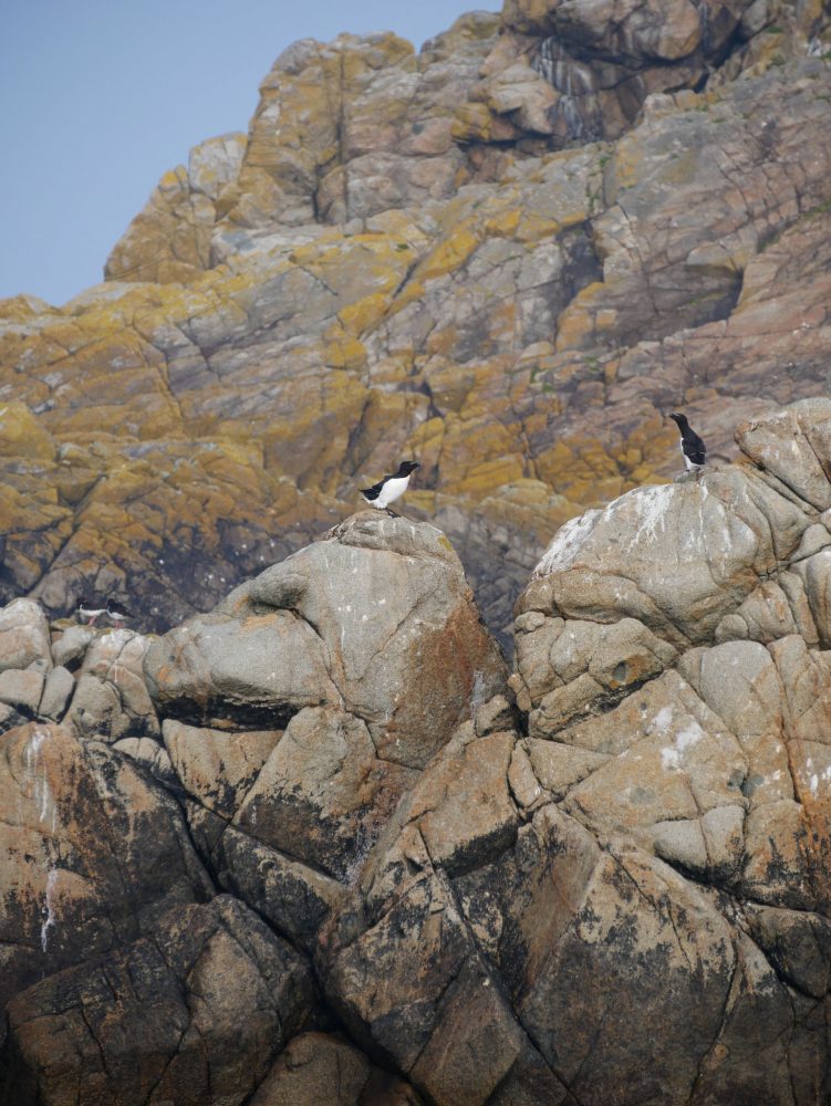 Pingouins torda sur l'archipel des sept îles au large de la côte de granit rose