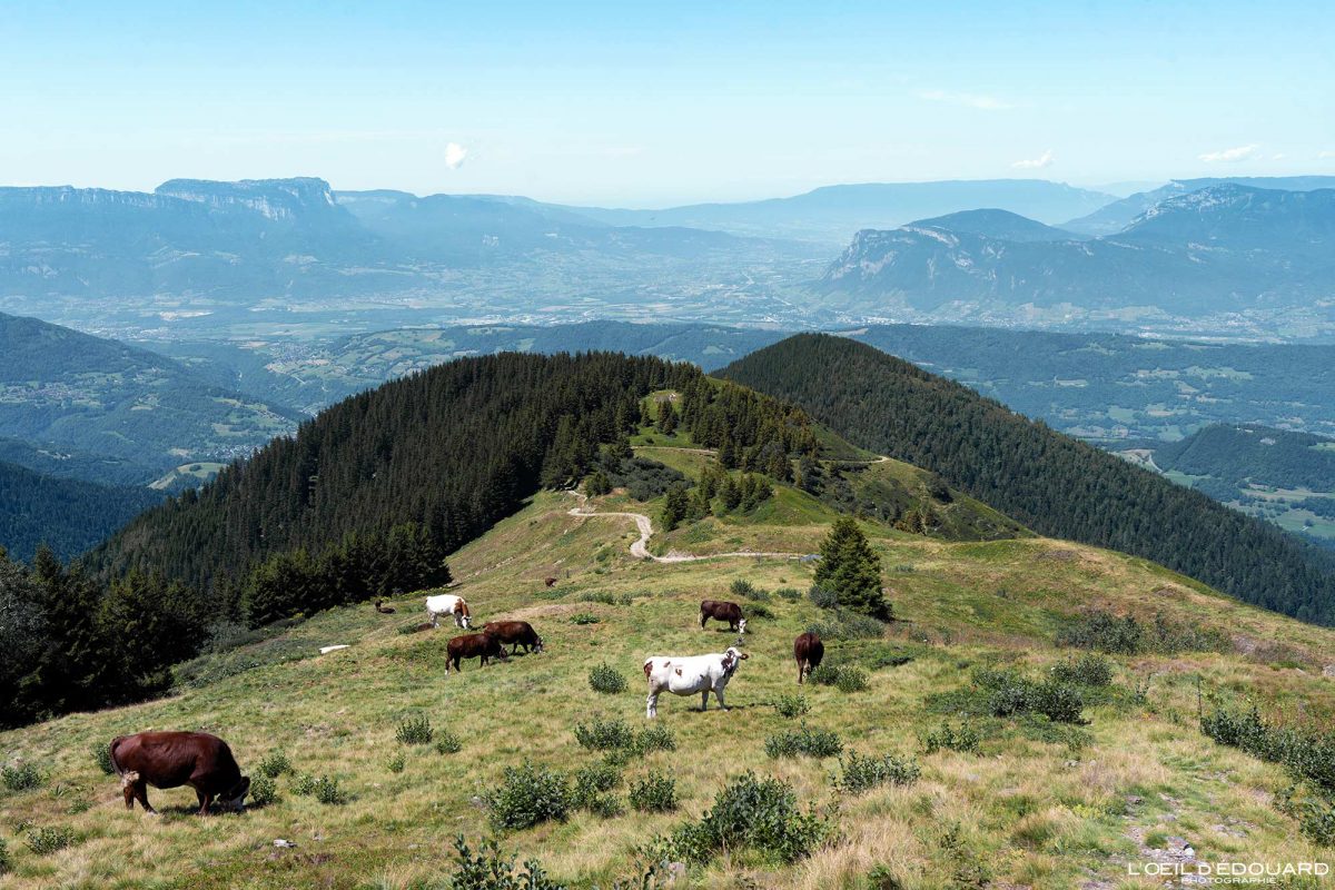 Vaches Alpage La Grande Montagne Randonnée Pointe de Rognier Belledonne Savoie Alpes France Paysage Montagne Nature Outdoor French Alps Mountain Landscape Hike Hiking Trail Cows