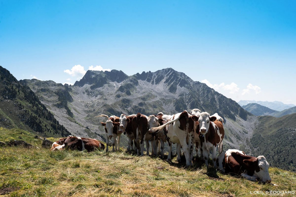 Vaches Alpage Le Chapotet Randonnée Pointe de Rognier Belledonne Savoie Alpes France Paysage Montagne Nature Outdoor French Alps Mountain Landscape Hike Hiking Cows