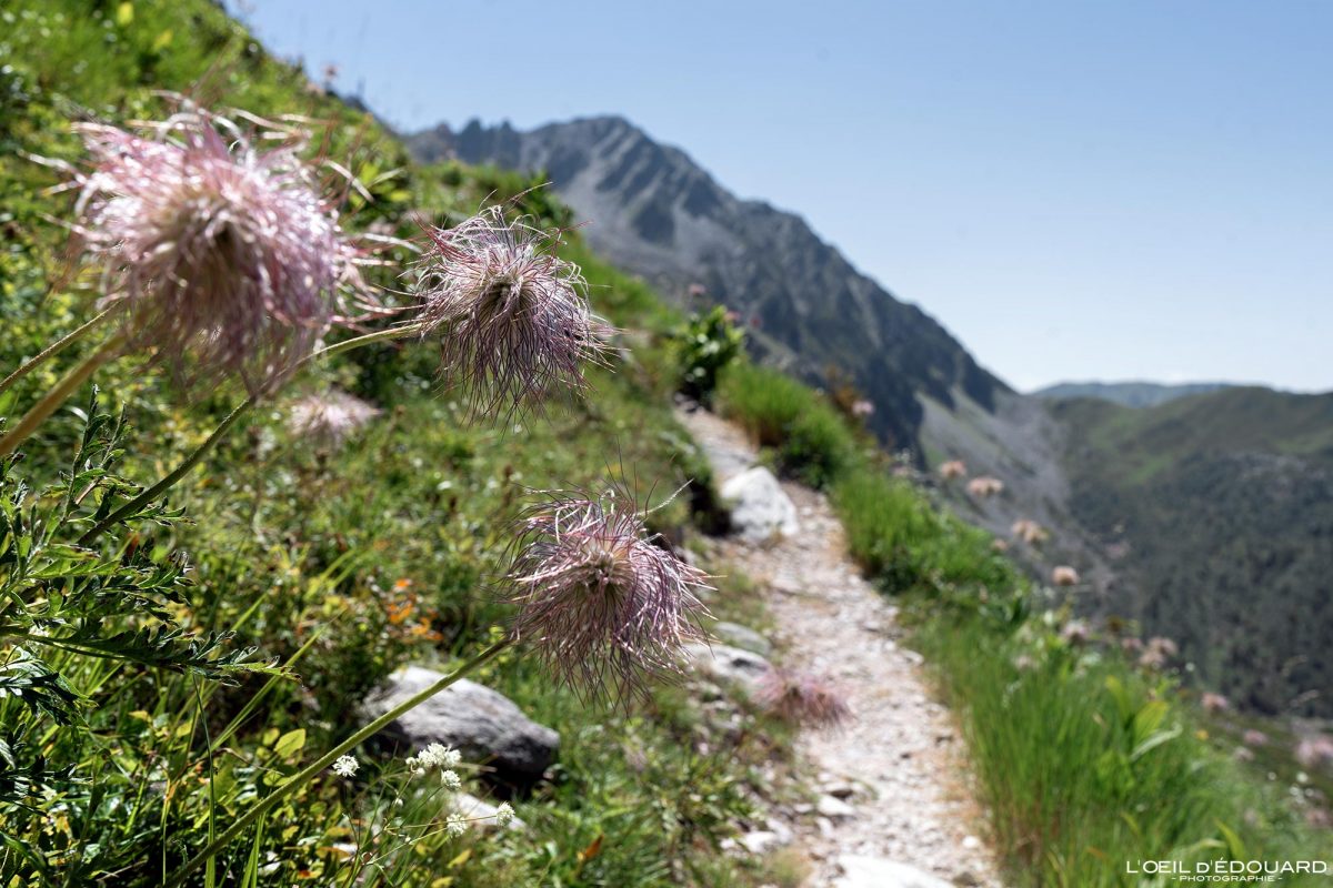 Fleurs Randonnée Pointe de Rognier Belledonne Savoie Alpes France Paysage Montagne Nature Outdoor French Alps Flowers Mountain Landscape Hike Hiking Trail