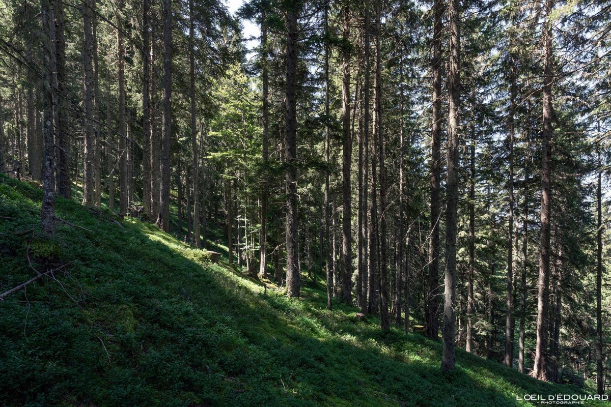 Forêt Randonnée Pointe de Rognier Belledonne Savoie Alpes France Paysage Montagne Nature Outdoor French Alps Mountain Forest Landscape