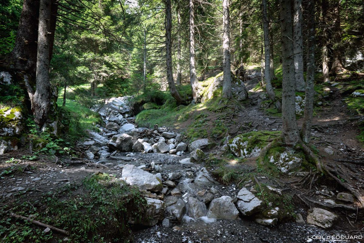 Randonnée Lac de Pormenaz Massif des Aiguilles Rouges Haute-Savoie Alpes France Paysage Forêt Montagne Nature Outdoor Hike French Alps Mountain Forest Landscape Hiking Trail