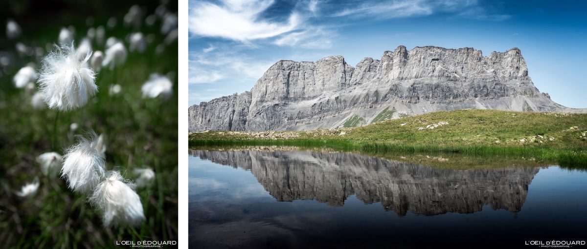 Fleur Linaigrettes + Lac Rochers des Fiz Haute-Savoie Alpes France Paysage Montagne Nature Outdoor Hike French Alps Mountain Flower Lake Landscape Hiking