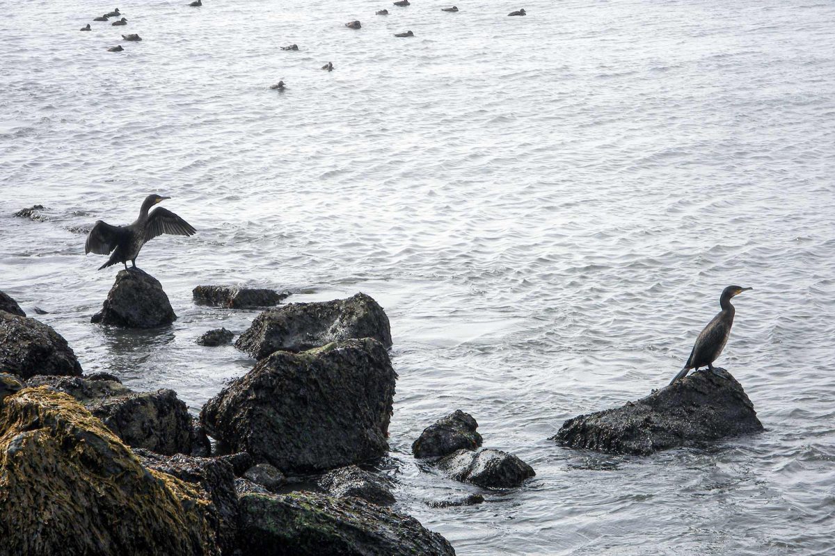 Cormorans Plage de VÍK í Mýrdal Islande Oiseaux Mer Ocean Atlantique Nature Iceland Birds Cormorants Sea Atlantic Ocean Beach Icelandic Ísland