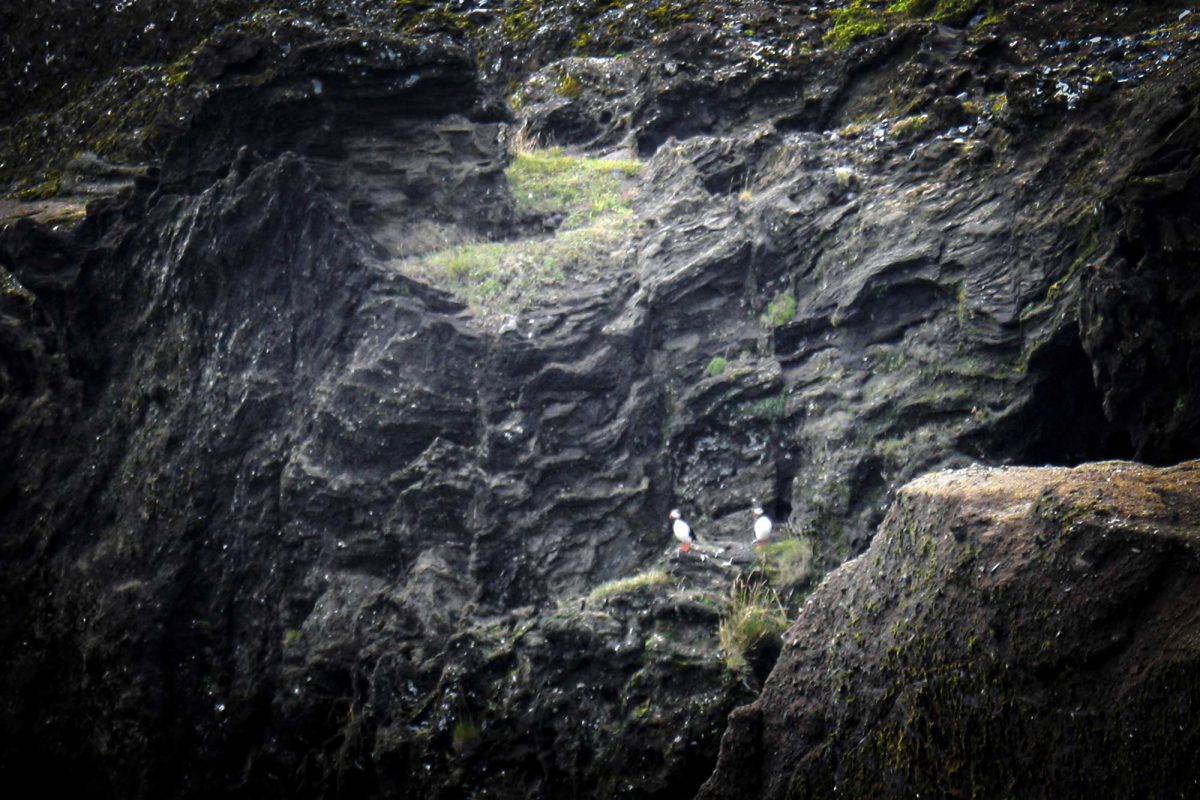 Couple de Macareux Reynisfall VÍK í Mýrdal Islande Falaise Montagne Oiseaux Nature Outdoor Iceland Mountain Puffins Birds Icelandic Ísland