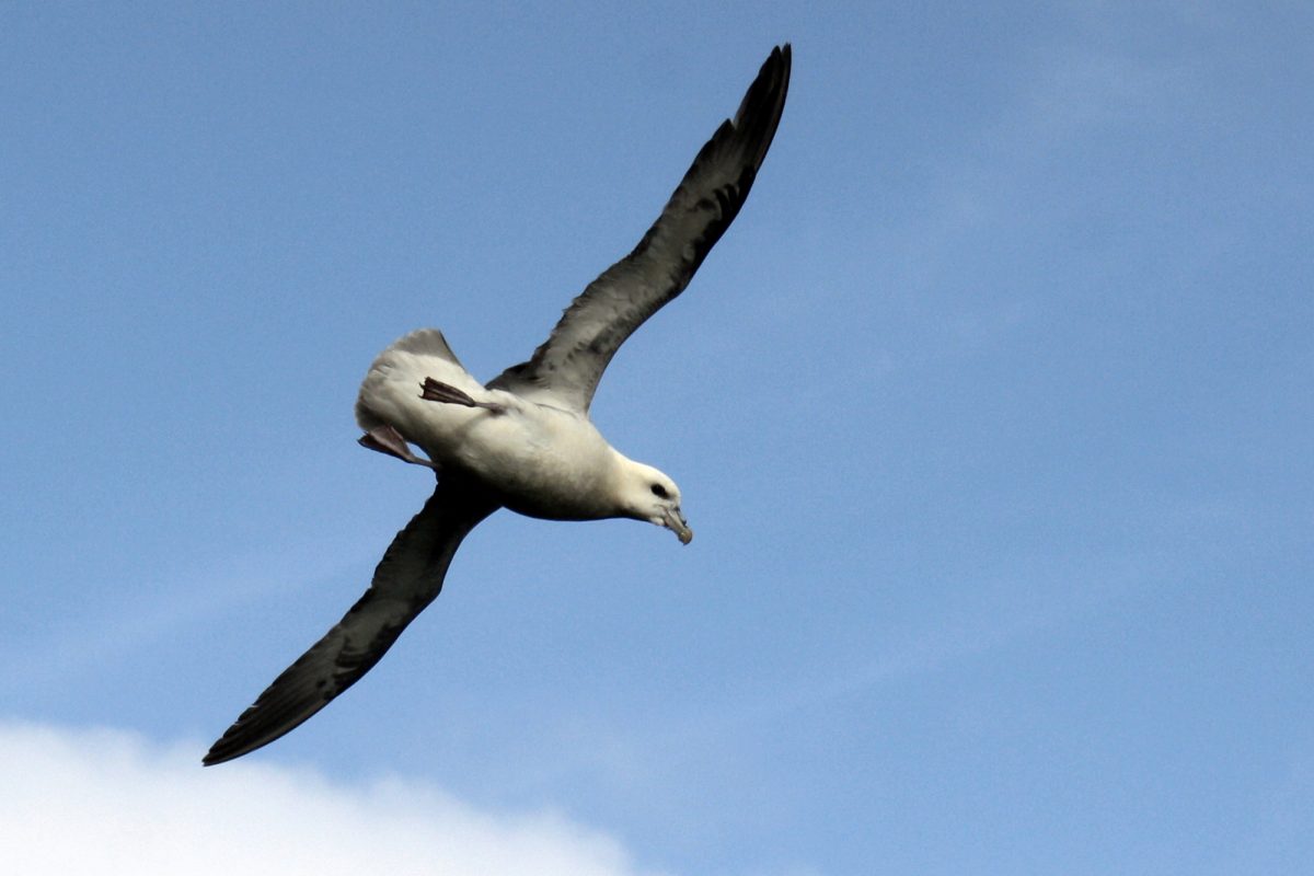 Mouette Tridactyle en vol Reynisfall VÍK í Mýrdal Islande Oiseau Nature Iceland Bird Mew flying Icelandic Ísland