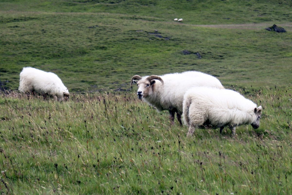 Moutons islandais VÍK í Mýrdal Islande Paysage Nature Outdoor Iceland Landscape Icelandic sheep Animal Ísland Íslenskt sauðfé