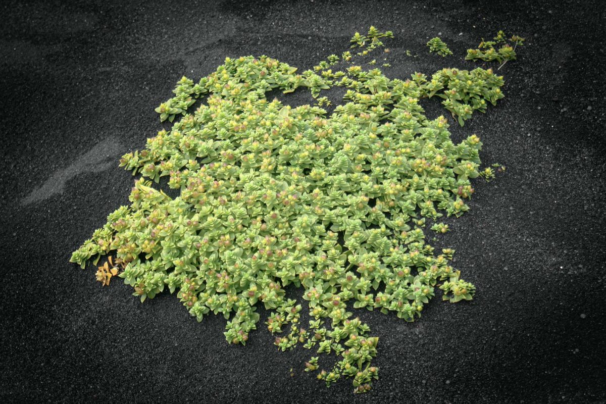 Plante Plage de VÍK í Mýrdal Islande Nature Icelandic Plant Beach Icelandic Ísland